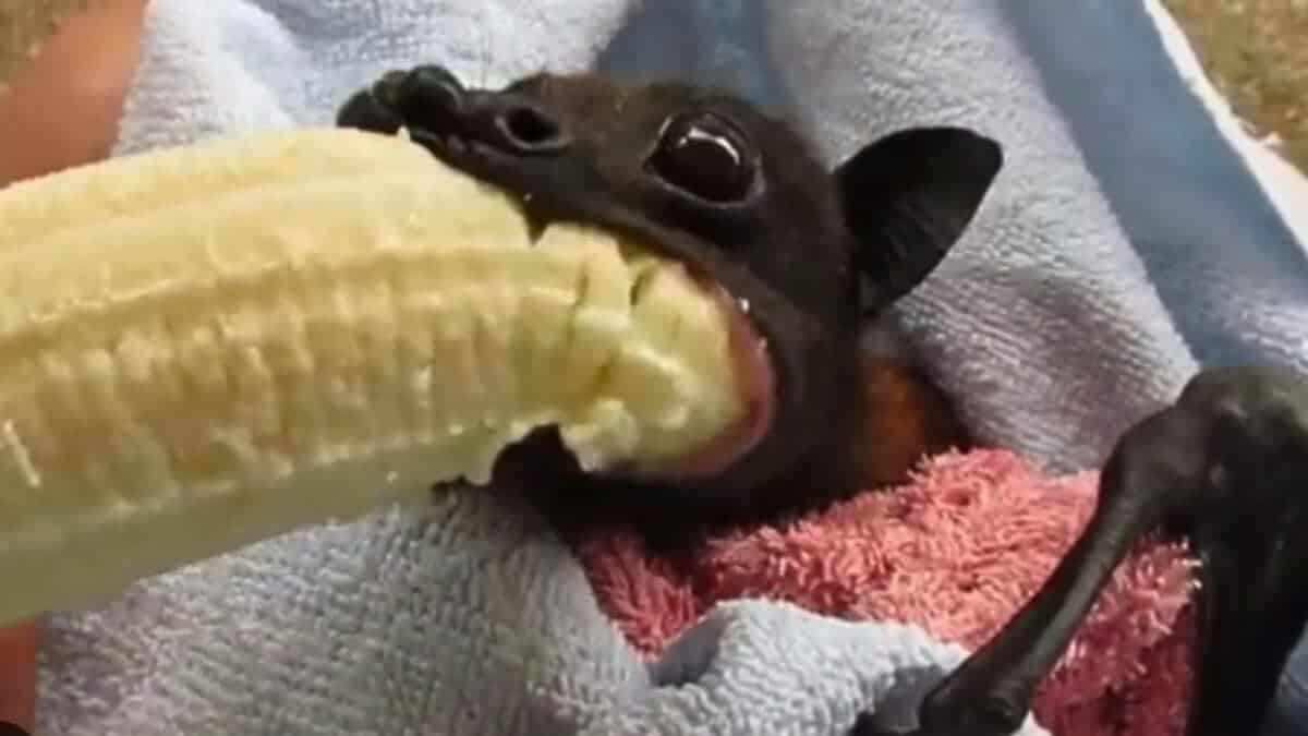 Chauve-souris en vol au-dessus d'une zone naturelle