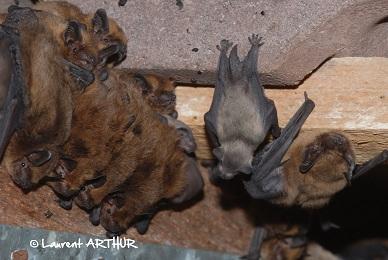 Visuel artistique de chauve-souris